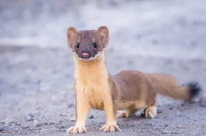 К чему снится ласка зверек