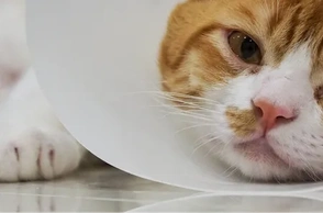 Больная кошка во сне