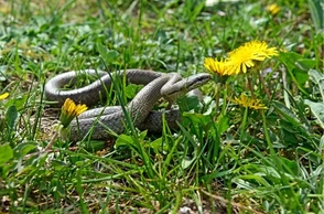 К чему снится гадюка