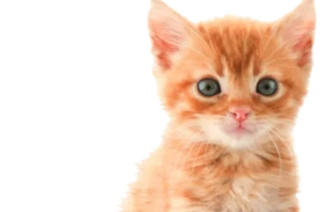 К чему снятся котята