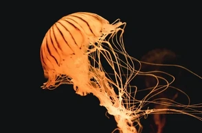 К чему снится медуза