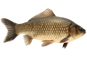 К чему снится карп