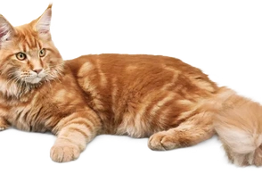 К чему снится кот