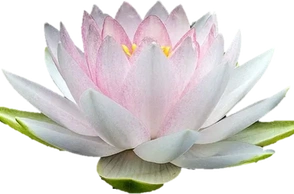 К чему снится кувшинка