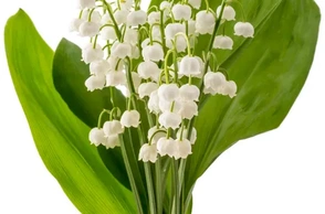 К чему снится ландыш