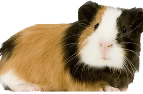 К чему снятся морские свинки