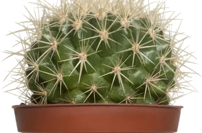 К чему снится кактус