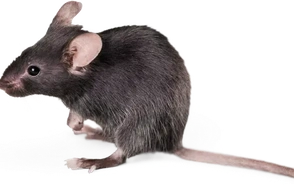 К чему снятся крысята