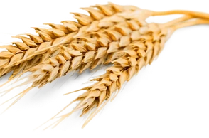 К чему снится пшеница