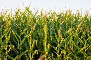 К чему снится кукурузное поле