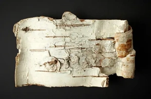 К чему снится береста