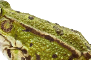 К чему снится лягушка