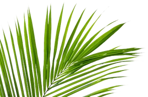 К чему снится пальма