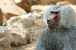 К чему снится гамадрил