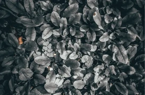 К чему снится дальтоник