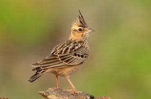 К чему снится жаворонок