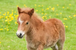 К чему снится жеребок
