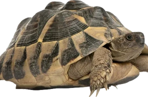 К чему снится животное