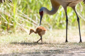 К чему снится журавлёнок