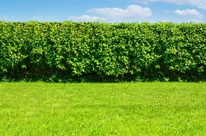 К чему снится изгородь