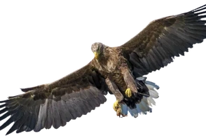 К чему снится орел