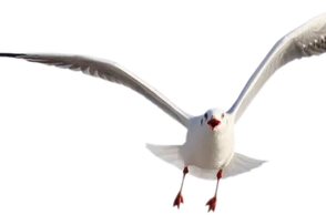 К чему снится птица