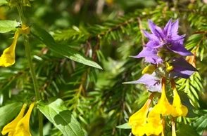 К чему сниться цветок Иван-Да-Марья