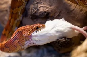 К чему снится желтая змея