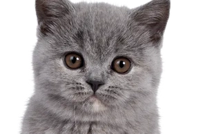 К чему снится котенок