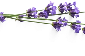 К чему снится лаванда