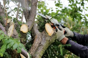 К чему снится лесоповал