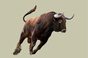 К чему снится бык