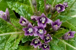 К чему снится мандрагора