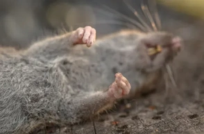 К чему снится дохлая крыса