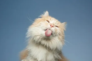 К чему снится облизывать