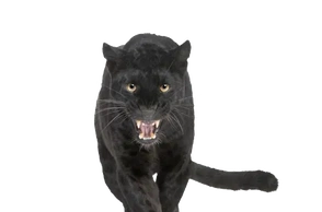 К чему снится пантера