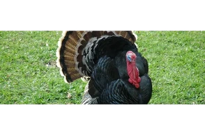 К чему снится индейка