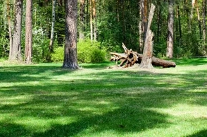 К чему снится поляна