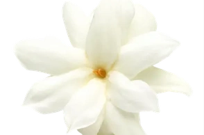 К чему снится белый цветок