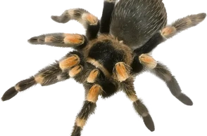 К чему снится паук