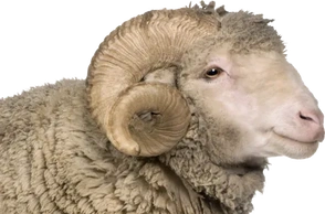 К чему снится баран