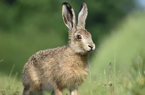 К чему снится заяц