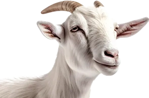 К чему снится козел