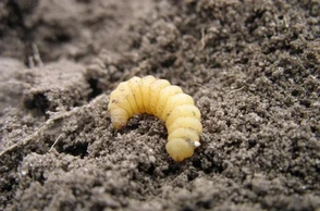 К чему снится личинка