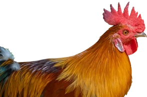 К чему снится петух