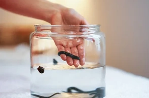 К чему снятся пиявки