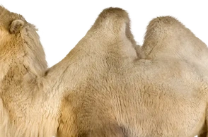 К чему снится верблюд