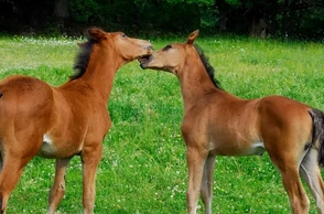 К чему снятся жеребята