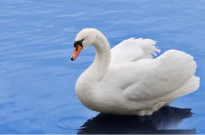 К чему снится лебедь