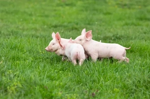 К чему снятся поросята